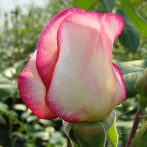 Rosa Harlekin® - roz - alb - Trandafir copac cu trunchi înalt - cu flori în buchet - coroană curgătoare